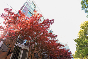 上海成才教育学院校园一角