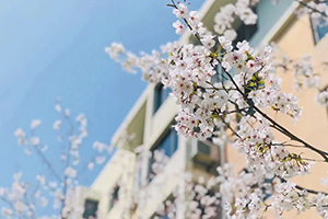 上海尚德实验学校融合部高中校园一角