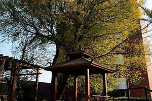 象贤中学国际部亭子